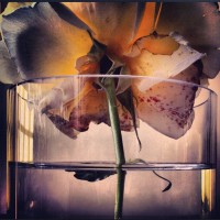 Beautiful Roses by Nick Knight 